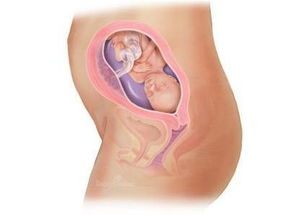 原创怀孕23周，胎宝宝喜获“这些”发育成果，你家宝宝“胎动”了没