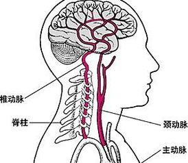 记忆力衰退跟颈椎病有关 