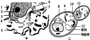 如图甲表示人体细胞结构示意图,乙表示正在出芽的酵母菌,请据图回答. 1 从图中看,与叶肉细胞的结构 