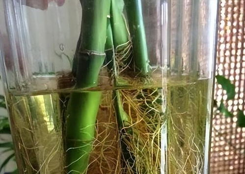水培富贵竹根多长可施营养液？