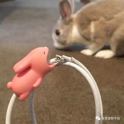 怎么防止兔子啃咬东西呢 