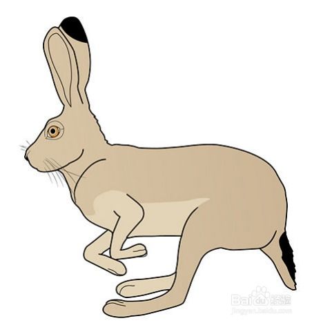 彩笔怎样画兔子 铅笔画兔子教程 