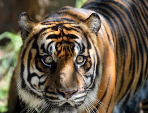 老虎比狮子大 这种毛色最黑体型最小的虎拉了老虎平均体重的后腿