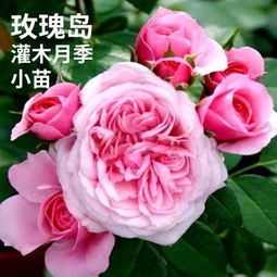 月季花苗