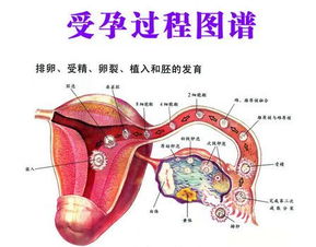 你要了解最佳受孕时间十因素,宝宝更健康 