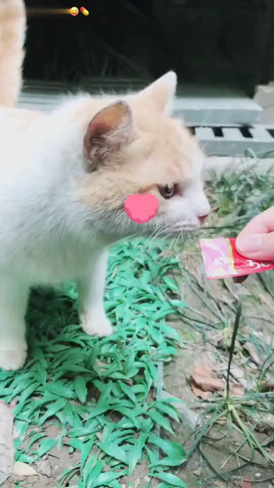 可爱宠物小猫咪舔食卡片户外 