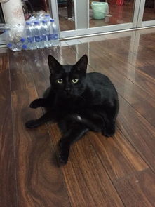 这黑猫是什么品种 
