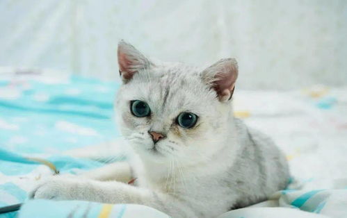 银渐层属宠物级品种猫,受到爱猫人青睐,可银渐层为什么不建议养