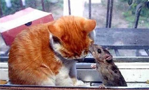男子将老鼠关在玻璃里,放橘猫进去处置它,再去看时张大了嘴巴