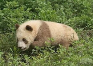 棕白色熊猫褪色惊人真相惊爆眼球 