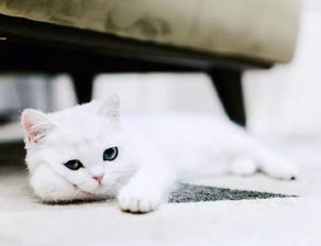 自带眼线的小白猫peral,这么可爱的小眼神谁顶得住啊