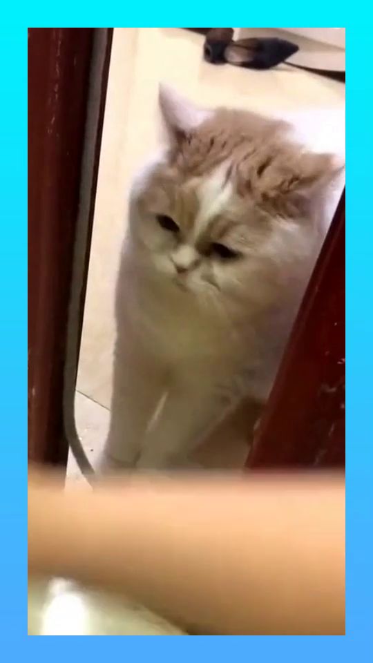 猫猫想看洗澡被拒之门外,生气的样子好可爱,像极了女朋友 