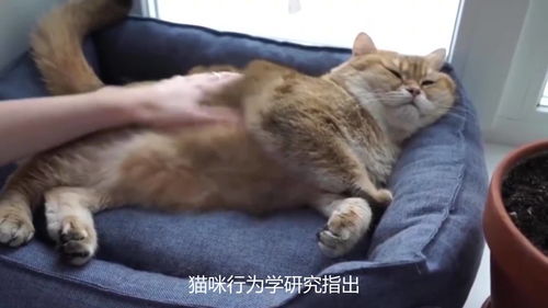 猫的肢体语言,猫的肢体语言图解