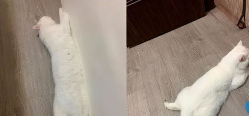 猫咪这么可爱,怎么可以剁掉猫的小爪爪 简直太残忍啦