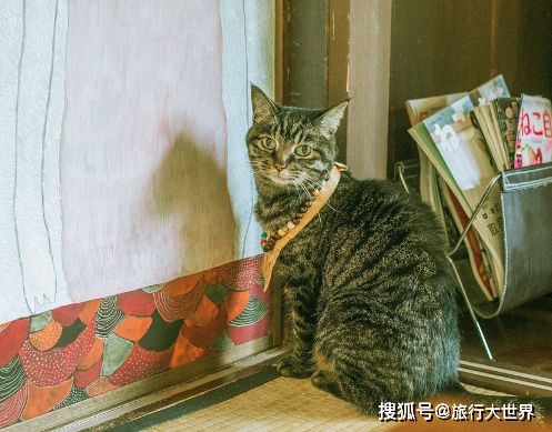 日本最特殊的 寺庙 ,住持竟是只猫咪,如今已是网红打卡地