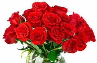 各种玫瑰花颜色代表的含义,各种玫瑰花颜色代表的含义