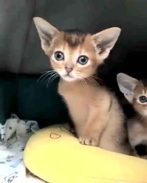 可爱萌宠 这两只小猫咪的耳朵好大 简直就是小精灵 