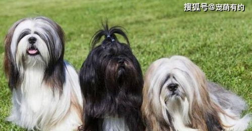 你知道吗 西施犬,是北京狮子犬和拉萨狮子犬混血繁衍的