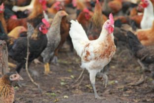 禽霍乱疫病预防措施及处理方法,怎样预防鸡鸭瘟