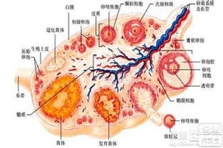 吃什么对卵泡发育不好