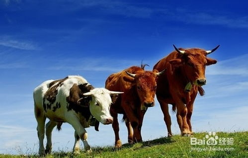 牛的营养价值有哪些 