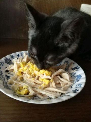 小流浪猫第一次吃鸡胸肉,猫咪激动的都哭了,猫咪 太好吃了