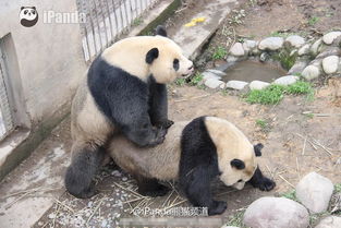 熊猫交配实况全球直播 全球众多网友羞答答围观 图