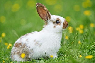 澳大利亚兔子泛滥,那兔的天敌是什么动物 
