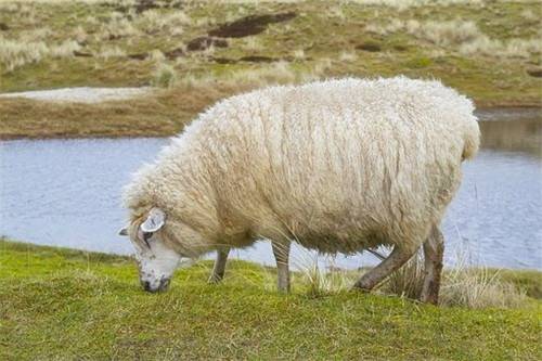 79年属羊适合在哪个方向发财,如何提升财运