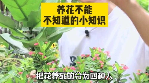 把花养死的这几种人不能不知道的小知识 