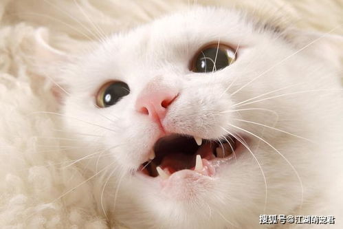 趁主人不注意,猫竟然偷偷换牙 谁见过猫换牙 换的牙去哪了