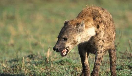 有些鬣狗居然敢单挑雄狮,不是因为太勇猛,可能是被寄生虫控制了
