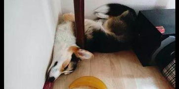 柯基从小就喜欢在墙角睡,长大后只能塞个头进去还不挪窝,好倔强
