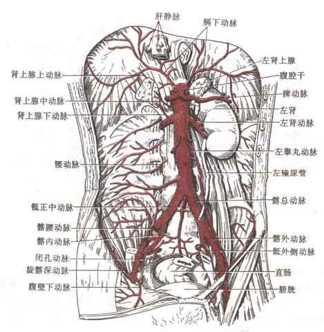 腹主动脉解剖图片 搜狗图片搜索