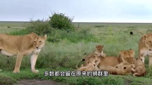 为什么雄狮是狮群中死亡率最高的 动物世界 神奇动物在抖音 