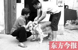 郑州养犬户扎堆办证 一个点三天办了82个 