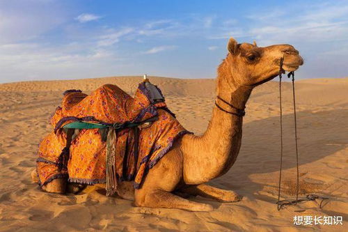 澳洲野骆驼泛滥成灾,却限制不了,为什么不吃骆驼肉