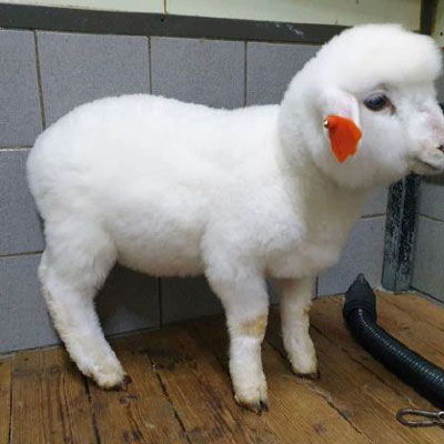 羊头像可爱图片 可爱的动物头像真羊