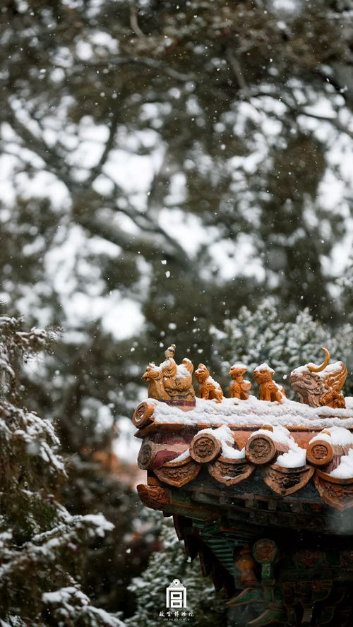 假期意犹未尽,故宫初雪图快收下