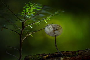 细雨诗句的意境与哲理，细雨诗句的意思是什么