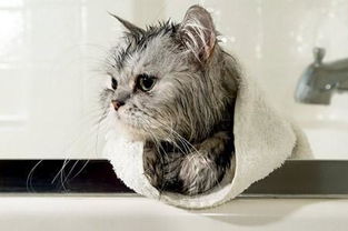 主人给猫咪洗澡,猫咪却狂躁不安,只要这两件法宝就可解决问题