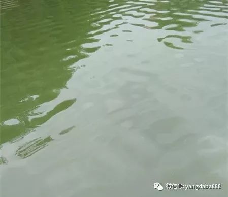 热议 养虾先养水,什么样水才叫肥水,有具体的标准吗