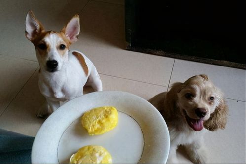狗狗吃鸡蛋的好处有那么多 可以天天喂吗