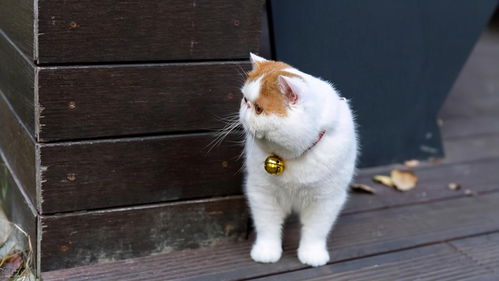 加菲猫被遗弃雨中,但看到主人留下的字条后,我释然了