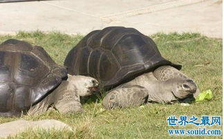 象龟,竟然是寿命最长的乌龟,品种繁多 