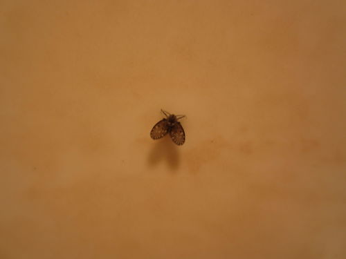 厕所里面每年天气开始热起来的时候就会有一种小虫子,各位帮忙看看这是什么虫啊,该怎么处理 