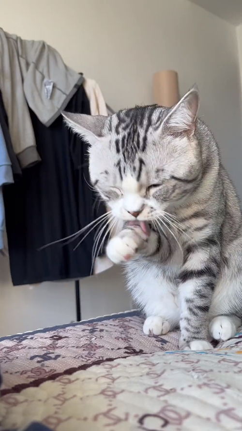 怎么会有猫洗脸给自己洗个喷嚏呢 
