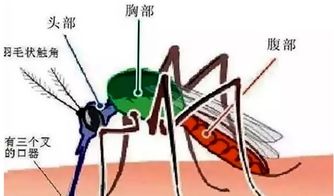 小心！这6类人触怒蚊子，成为最容易被叮咬的目标！