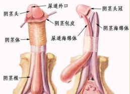 温州割包皮那里好