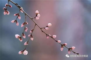 骤降12 桃花小巷 花期进入倒计时,沈阳人快来 